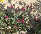 Echium angustifolium. Цветущее растение. Израиль, г. Беэр-Шева, рудеральное местообитание. 06.03.2013.
