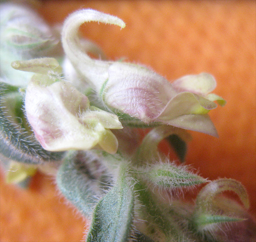 Image of Kickxia floribunda specimen.