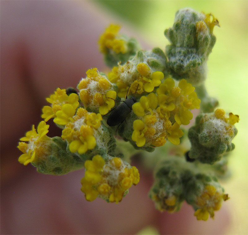 Изображение особи Achillea wilhelmsii.