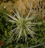 Echinops polyceras