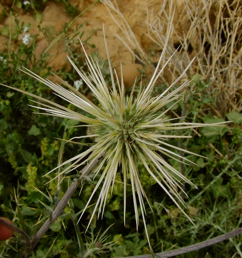 Изображение особи Echinops polyceras.