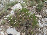genus Acantholimon. Цветущее растение. Таджикистан, Памиро-Алай, Фанские горы, окр. Алаудинских озер; около 2800 м н.у.м. Июль 2010 г.