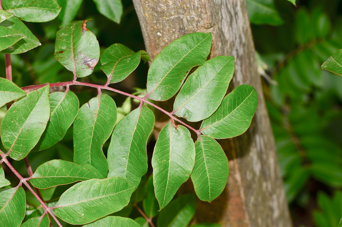 Image of Pistacia palaestina specimen.