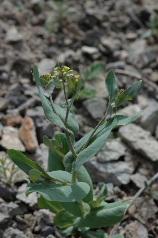 Image of Tauscheria lasiocarpa specimen.