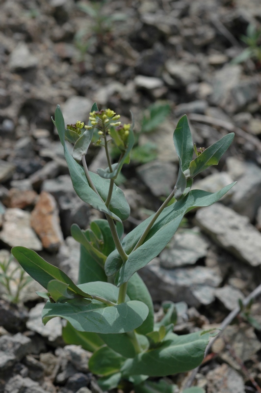 Изображение особи Tauscheria lasiocarpa.