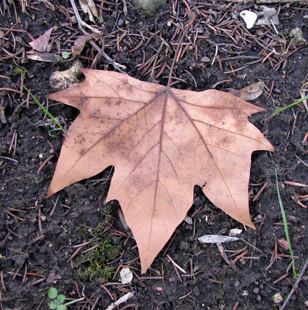 Изображение особи Platanus orientalis.