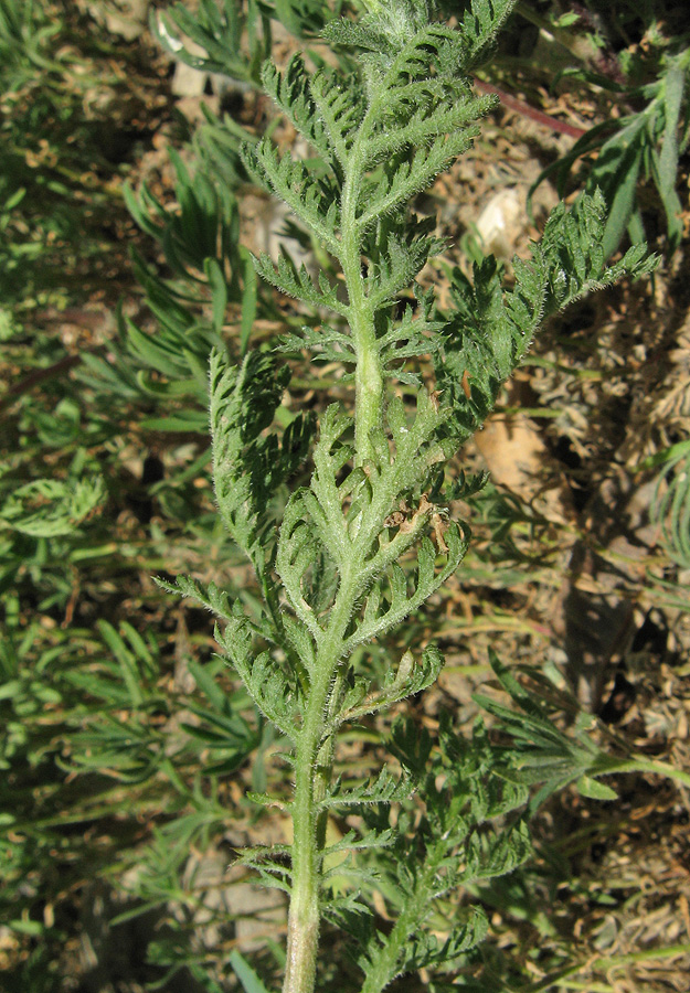 Image of genus Anthemis specimen.