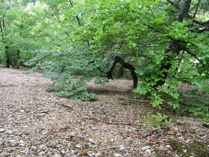Image of Fagus sylvatica specimen.