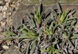 Onosma stellulata