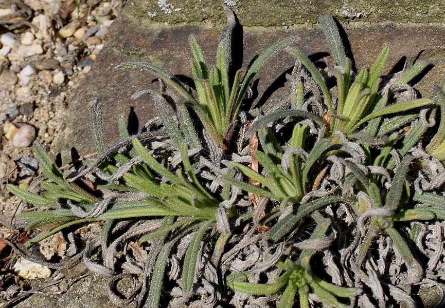 Изображение особи Onosma stellulata.