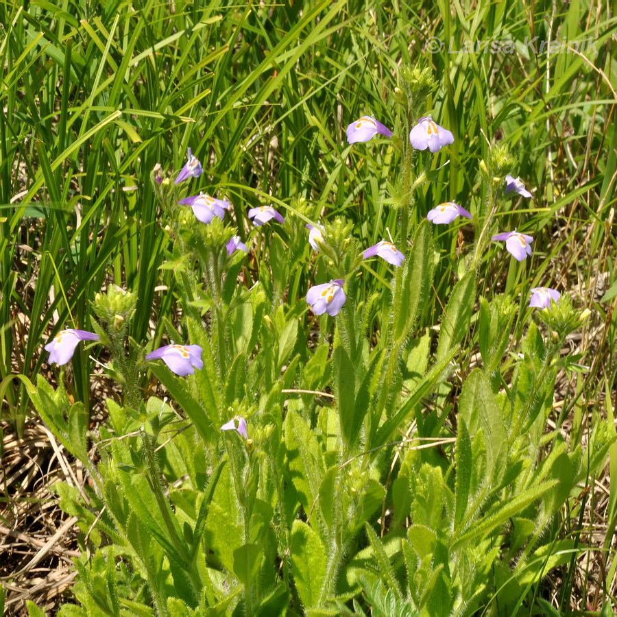 Изображение особи Mazus stachydifolius.