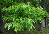 Quercus castaneifolia. Ветвь. Нагорный Карабах, Мартакертский р-н, окр. с. Колатак. 10.05.2013.