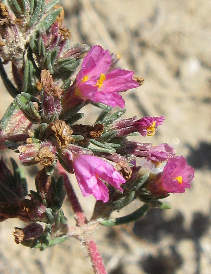 Image of Frankenia hirsuta specimen.