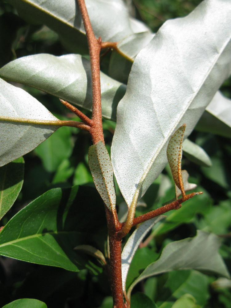 Image of Elaeagnus multiflora specimen.