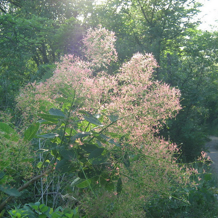 Изображение особи Cotinus coggygria.