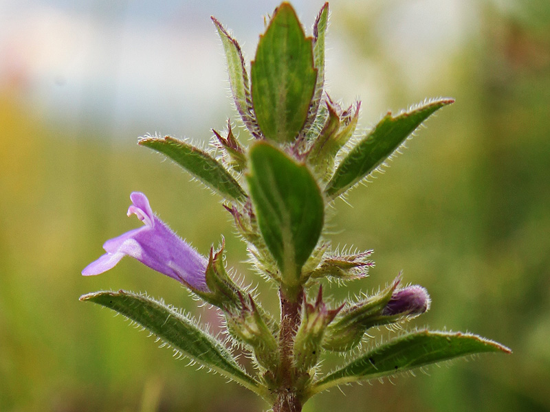 Image of Ziziphora acinos specimen.