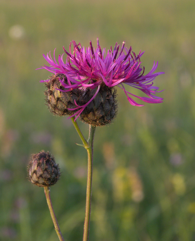 Изображение особи Centaurea ossethica.