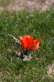 Tulipa borszczowii. Цветущее растение. Южный Казахстан, городище Сауран. 09.04.2013.