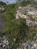 Cotoneaster meyeri