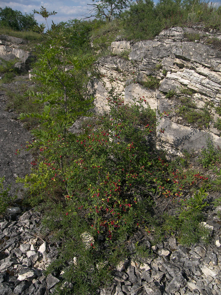 Image of Cotoneaster meyeri specimen.