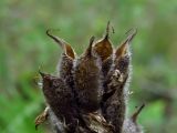 Oxytropis pilosa. Вскрывшиеся бобы. Курская обл., юг Кореневского р-на, ур. Карякин яр, плакор. 02.08.2013.