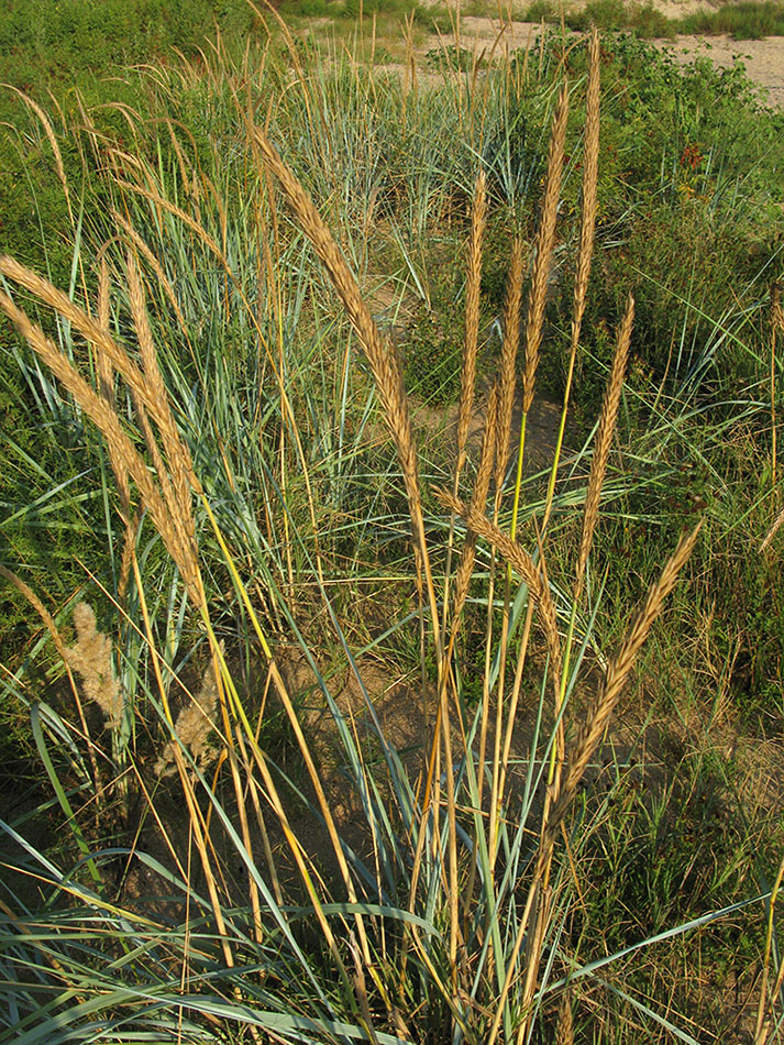 Изображение особи Leymus racemosus ssp. sabulosus.