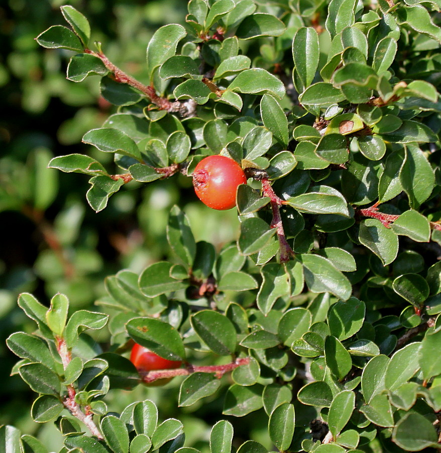 Image of genus Cotoneaster specimen.