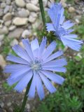 Cichorium intybus