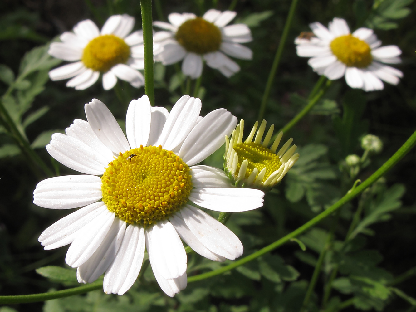 Изображение особи Pyrethrum parthenifolium.