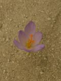 Crocus serotinus ssp. salzmannii