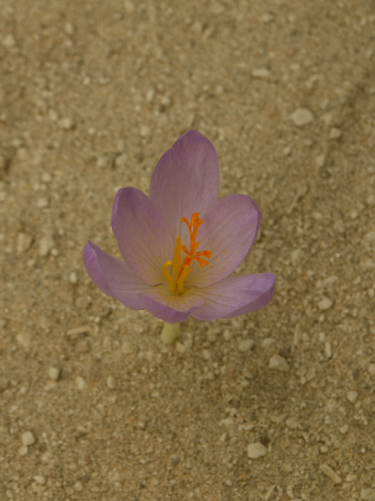 Изображение особи Crocus serotinus ssp. salzmannii.