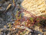 Euphorbia petrophila