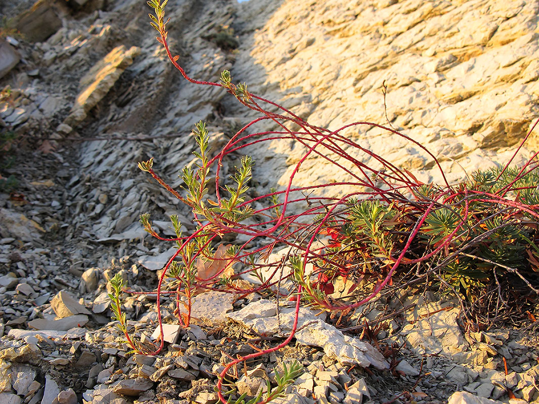 Image of Euphorbia petrophila specimen.