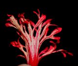 Hibiscus schizopetalus