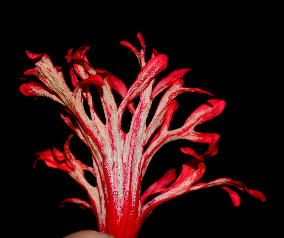 Image of Hibiscus schizopetalus specimen.