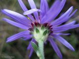 Aster bessarabicus. Соцветие (вид со стороны обёртки). Украина, Хмельницкая обл., Каменец-Подольский р-н, западнее с. Вербка, урочище Четыре кавалера, НПП \"Подольские Товтры\", луговая степь на склоне товтры. 24 сентября 2013 г.