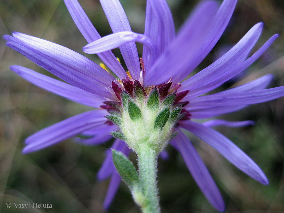 Изображение особи Aster bessarabicus.