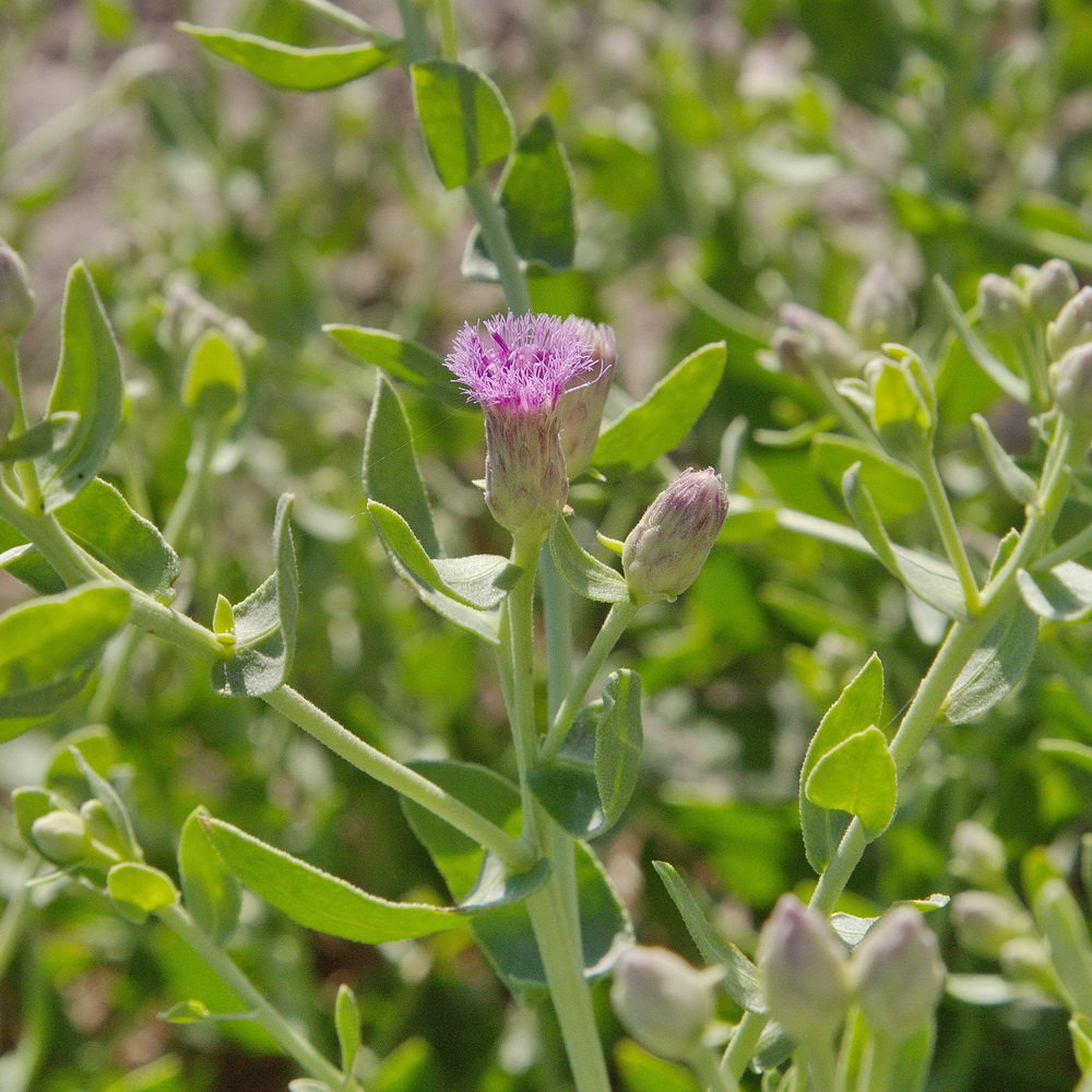 Изображение особи Karelinia caspia.