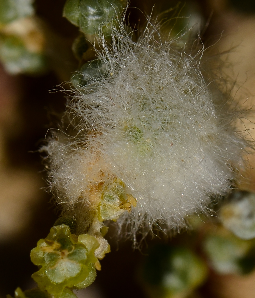 Изображение особи Salsola cyclophylla.