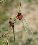 Image of taxon representative. Author is Марина Скотникова