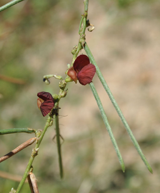 Image of Macroptilium lathyroides specimen.