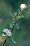 Cotoneaster oliganthus. Побег с цветками. Южный Казахстан, хр. Каржантау, ущ. Кызылбулак, левый склон. 28.05.2013.