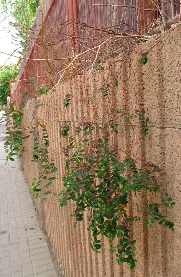 Image of Euphorbia hypericifolia specimen.
