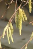 Corylus avellana