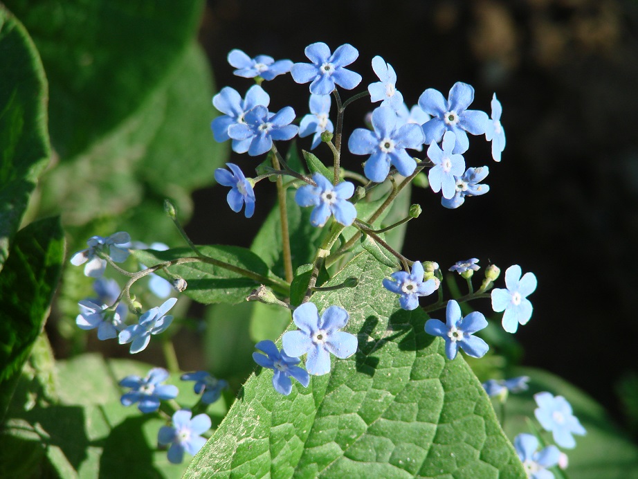 Image of Brunnera sibirica specimen.