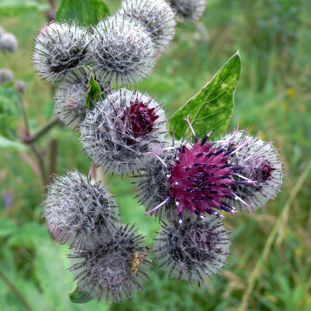 Image of Arctium tomentosum specimen.