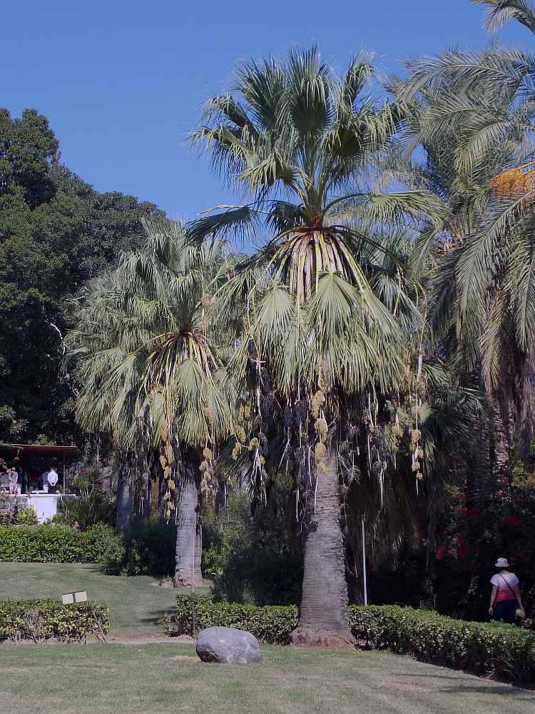 Image of Washingtonia filifera specimen.