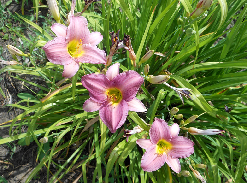 Image of Hemerocallis × hybrida specimen.