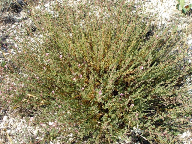 Image of Frankenia hirsuta specimen.