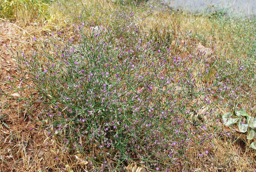 Image of Centaurea pseudosquarrosa specimen.